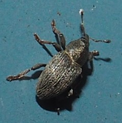 Tychius