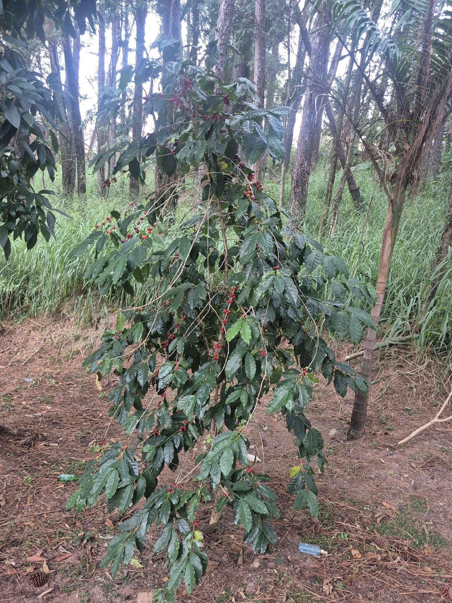 Coffea arabica