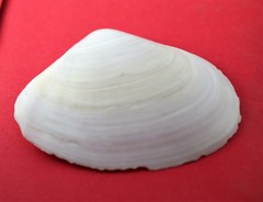 Psammotreta angulata