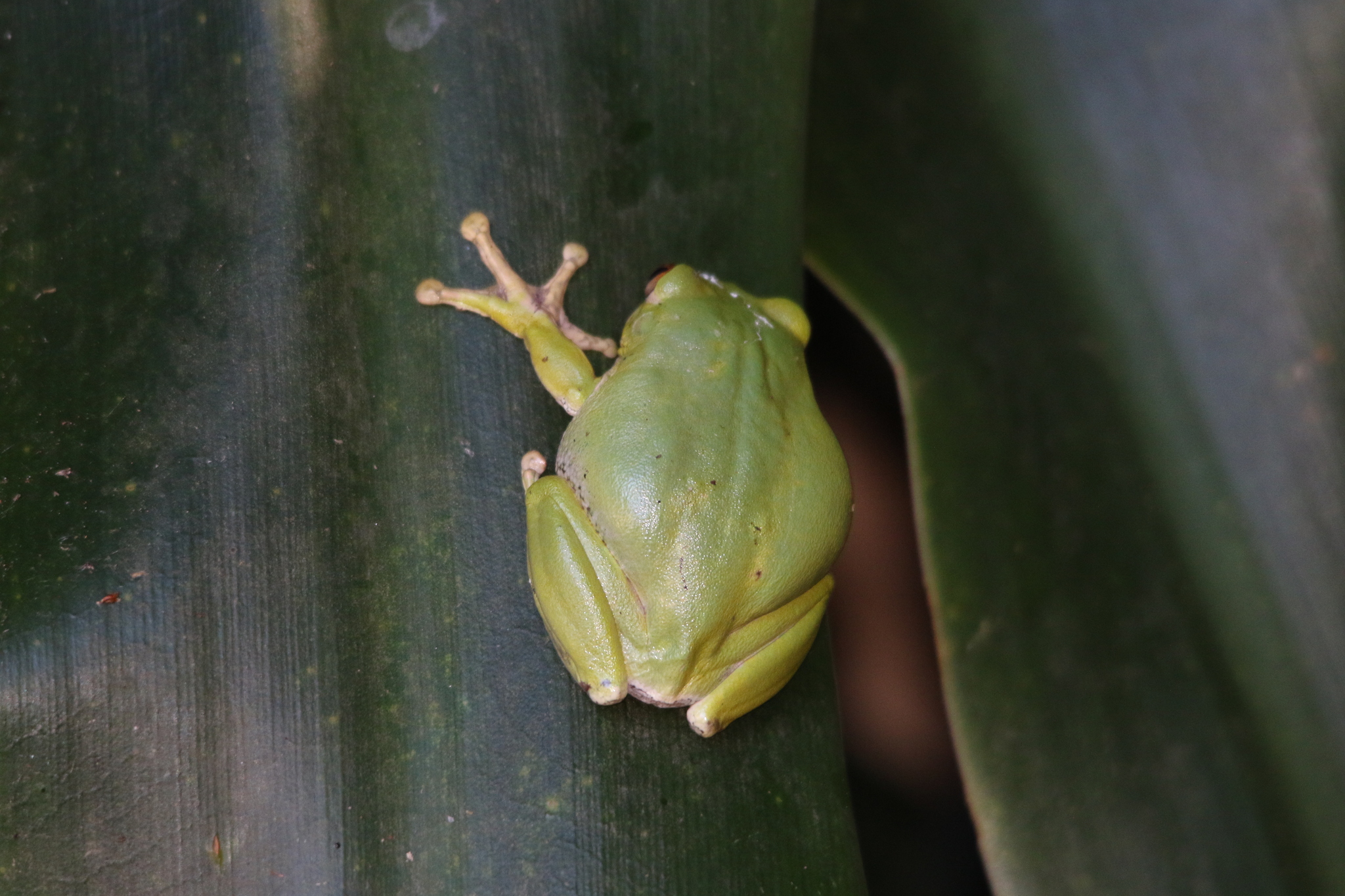 Leptopelis natalensis (Smith, 1849)