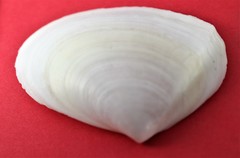 Psammotreta angulata