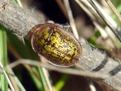 Cassida canaliculata