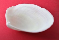 Psammotreta angulata