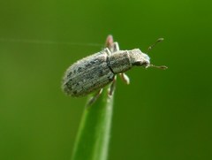 Sitona macularius