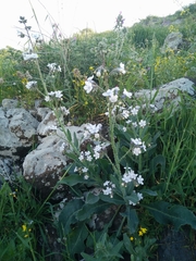 Anchusa strigosa