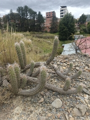 Oreocereus pseudofossulatus, photograph author not stated, no rights reserved
