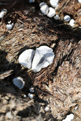 Poronia punctata