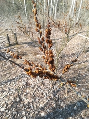 Hippophae rhamnoides