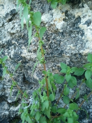 Parietaria lusitanica