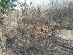 Hippophae rhamnoides