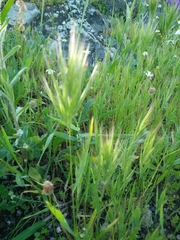 Bromus scoparius