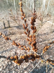 Hippophae rhamnoides