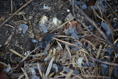 North American Least Shrew observed by brittanymmason