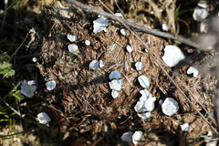Poronia punctata