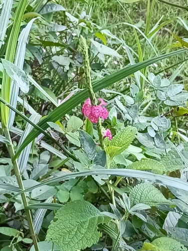 Stachytarpheta mutabilis, photograph 6