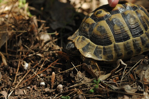 Testudo hermanni boettgeri