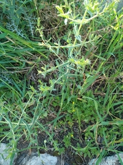 Hypericum triquetrifolium