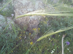 Hordeum spontaneum