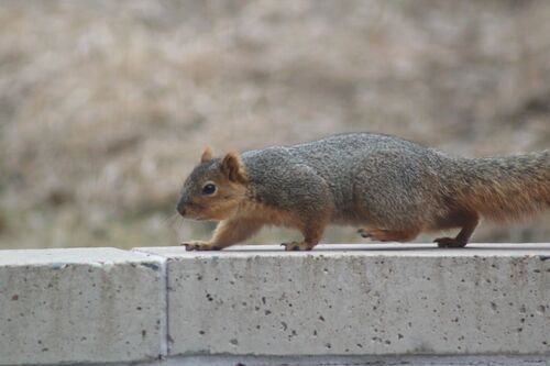 Eastern Fox Squirrel photographed in North Dakota