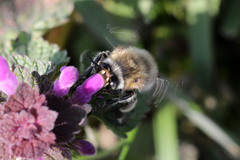 Anthophora plumipes