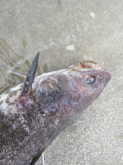 Urophycis brasiliensis