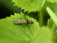 Oedemera virescens