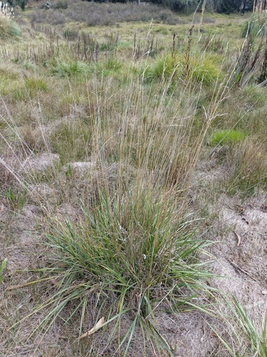 Poa horridula