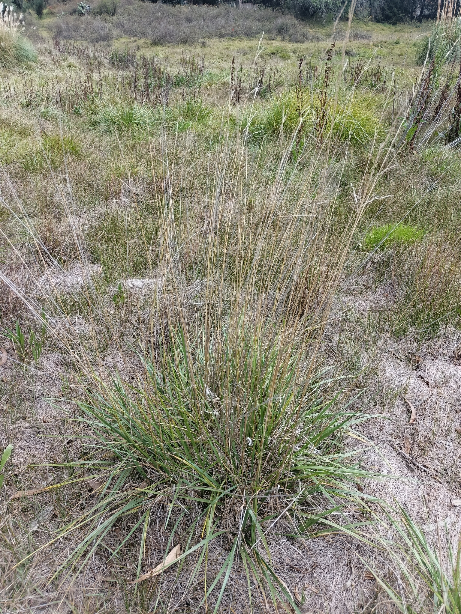 Poa horridula