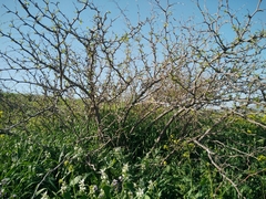 Ziziphus lotus