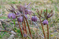 Helleborus purpurascens