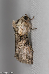 Abrostola microvalis