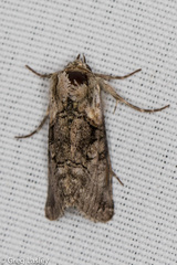 Abrostola microvalis