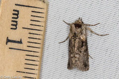 Abrostola microvalis