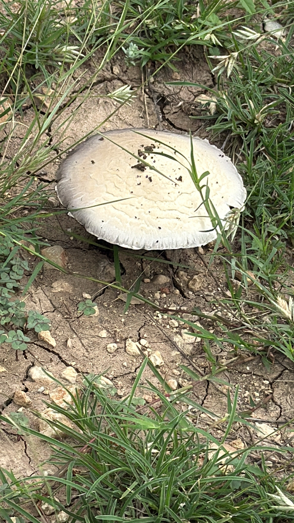 Agaricus campestris · April 2026 · photo: © garyrogers98031 (iNaturalist, cc-by)