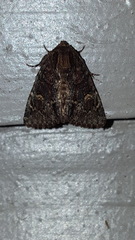 Phosphila turbulenta