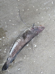 Urophycis brasiliensis