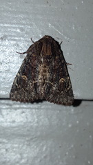 Phosphila turbulenta