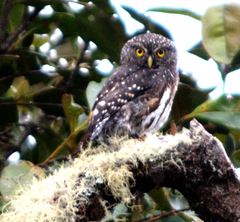 Glaucidium jardinii