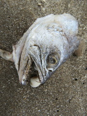 Cynoscion guatucupa