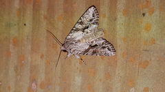 Achatia distincta
