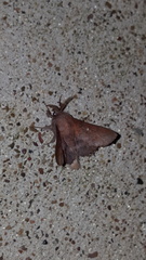 Phyllodesma occidentis