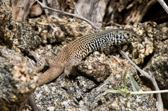 Aspidoscelis tigris tigris