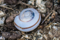 Sonorelix borregoensis