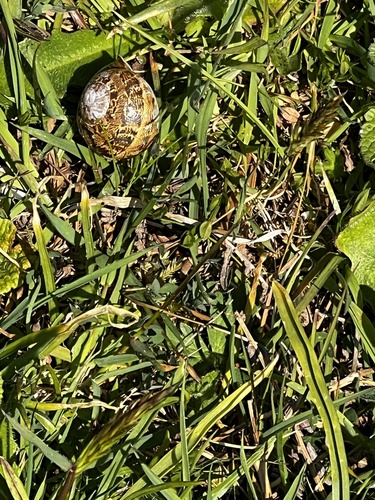 Cornu aspersum