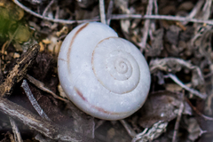 Sonorelix borregoensis