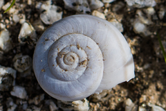 Sonorelix borregoensis