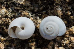 Sonorelix borregoensis