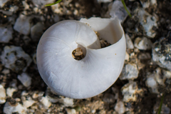 Sonorelix borregoensis