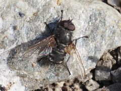 Pollenia angustigena