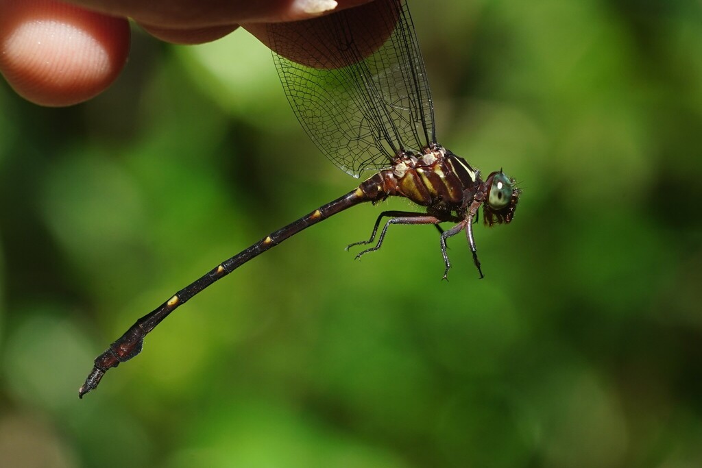 Phyllocycla modesta